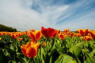 Tulpen in de weide in Nederland van Brian Morgan thumbnail
