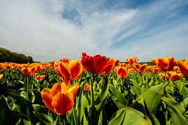 Tulpen in de weide in Nederland von Brian Morgan