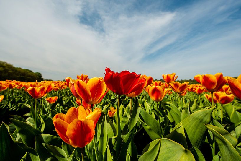 Tulpen in de weide in Nederland van Brian Morgan