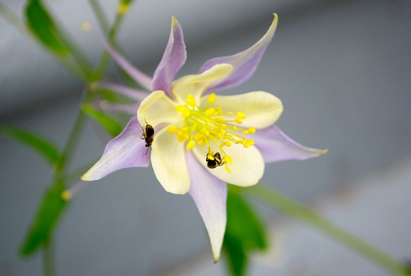 Close-Ups | Bees on a Purple Columbine Flower by VIVID Photography Gallery