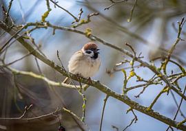 Field sparrow on a tree by ManfredFotos