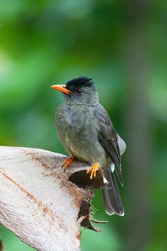 Bulbul à bec épais (Hypsipetes crassirostris) sur Dirk Rüter