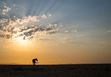 Wild paard in de Namib woestijn bij Aus, Namibië van Teun Janssen