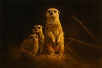 Erdmännchen