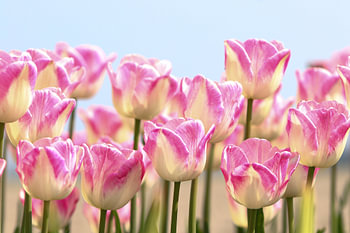 tulpen