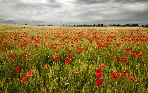Der Blumenkohlgarten