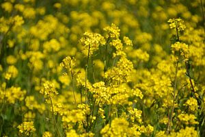 Mer de fleurs de colza