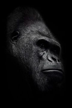 De brutale snuit van een krachtige en sterke mannelijke gorilla is een symbool van mannelijkheid en 
