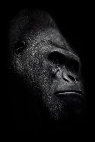 The brutal muzzle of a powerful and strong male gorilla is a symbol of masculinity and wildness. Mon