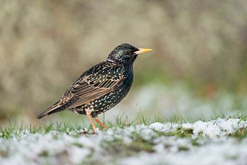 Common Starling ( Sturnus vulgaris ) in breeding dress, on snow covered ground, late onset of winter van wunderbare Erde