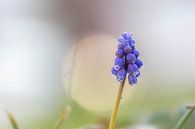 eine einzelne blaue Traubenhyazinthe von Tania Perneel Miniaturansicht