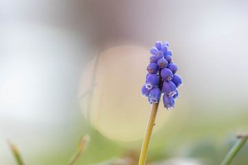 eine einzelne blaue Traubenhyazinthe von Tania Perneel