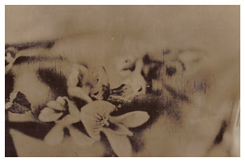 Agfa Brovira Satino _ 01