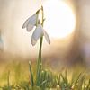 Snowdrops backlit by the setting sun sur Cor de Hamer
