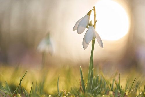 Sneeuwklokjes met tegenlicht van ondergaande zon