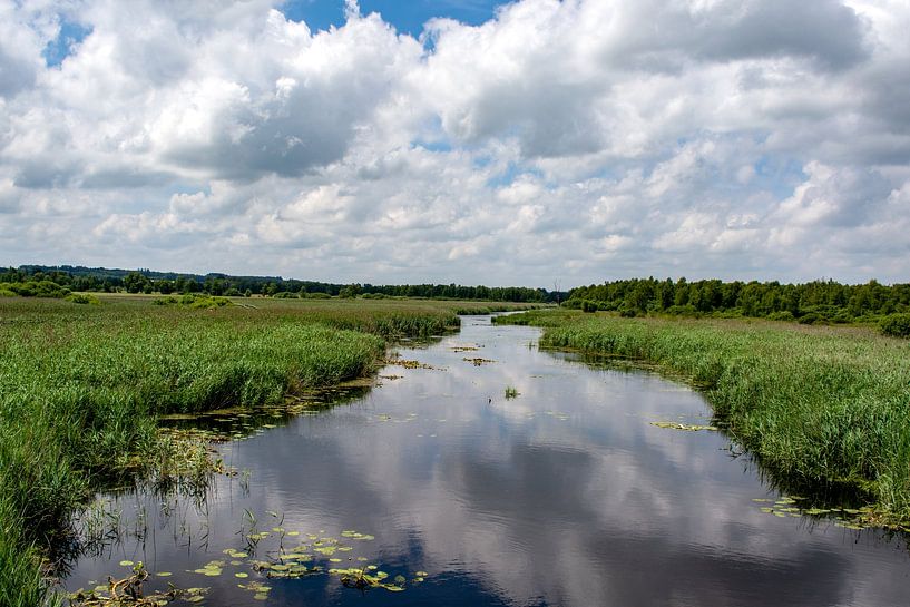 Bad Buchau : Das Moor von Photoart-Naegele