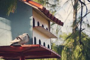 Maison des Oiseaux - Liebe zu den Tieren von Carolina Reina