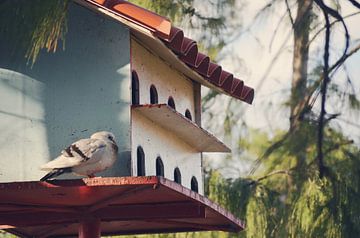Groot huis voor vogels midden in de vegetatie in Cuba van Carolina Reina