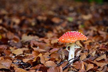 A fly agaric between the leaves