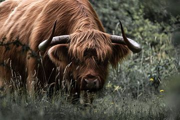 Schotse Hooglander starend in de camera van Rob Rollenberg