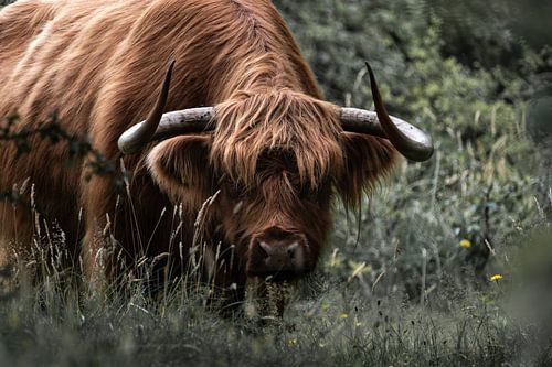 Scottish Highlander staring into the camera