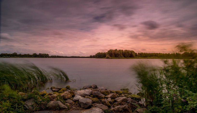 Bewegend riet van peterheinspictures