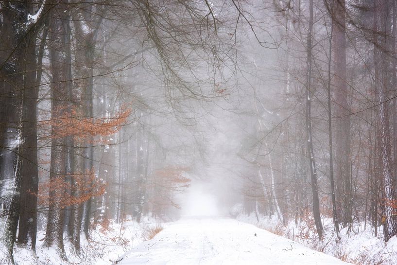 Schnee im Wald an einem nebligen Morgen von Francis Dost