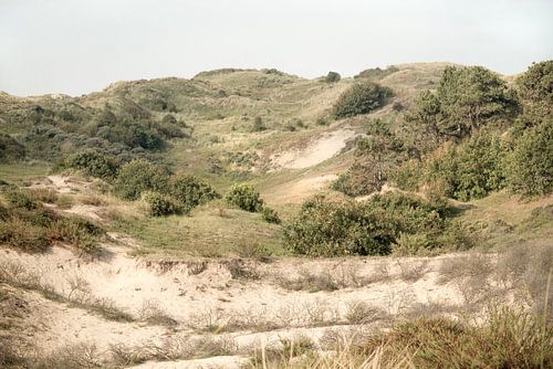 Ces belles dunes. 2