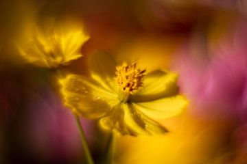 Dansende Gele Bloemen - Symbool van Vreugde en Warmte van elma maaskant