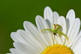 Eine kleine Krabbenspinne auf einer gelben Margerite von Ulrike Leone