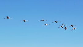 flamingo's in the sky van Marina Nieuwenhuijs