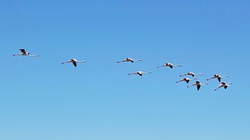 flamingo's in the sky
