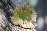 Flowers in the gourd tree. by Silvia Weenink thumbnail