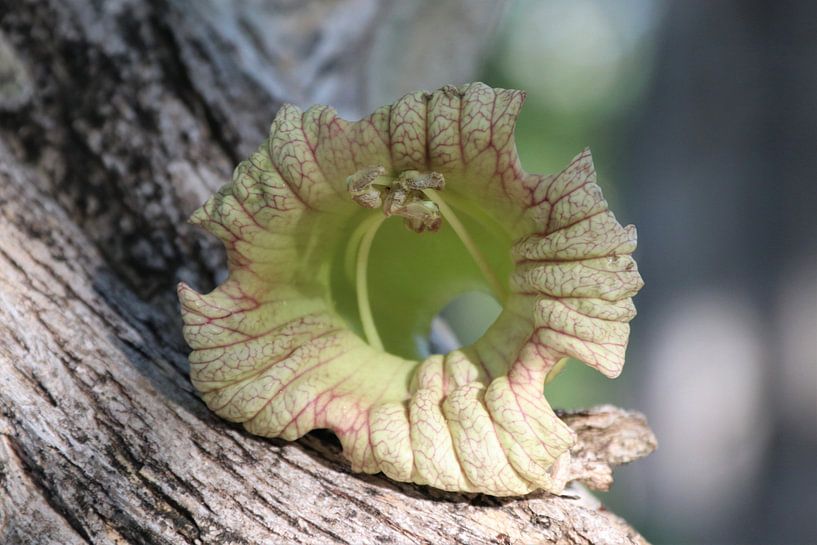 Flowers in the gourd tree. by Silvia Weenink