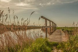 schellach van anne droogsma