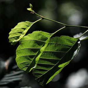Green leaves