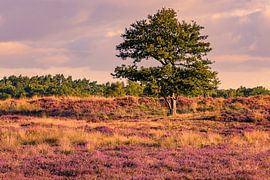 Blühende Gasterse Duinen von Henk Meijer Photography