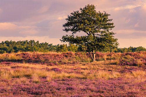 Gasterse Duinen in bloei