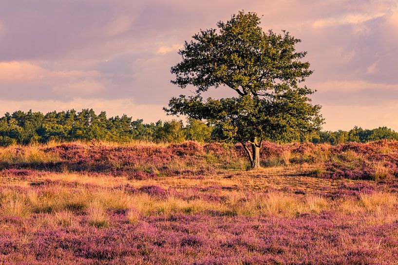 Gasterse Duinen in bloom by Henk Meijer Photography