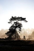 Einsamer Radfahrer an einem sonnigen Morgen