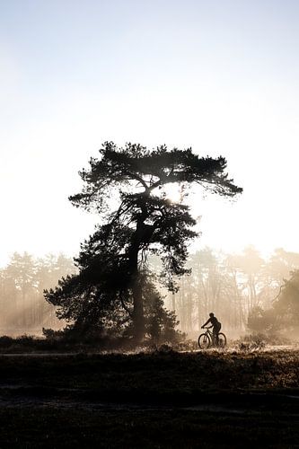 Eenzame fietser in zonnig landschap en dauw