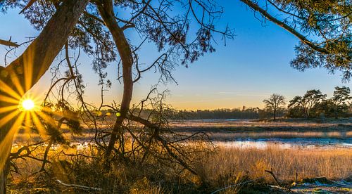 de bossen van son nb