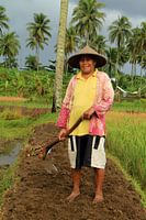 Werkster in rijstveld (Java, Indonesie)
