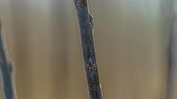 Branch with blurred background by Eagle Wings Fotografie thumbnail