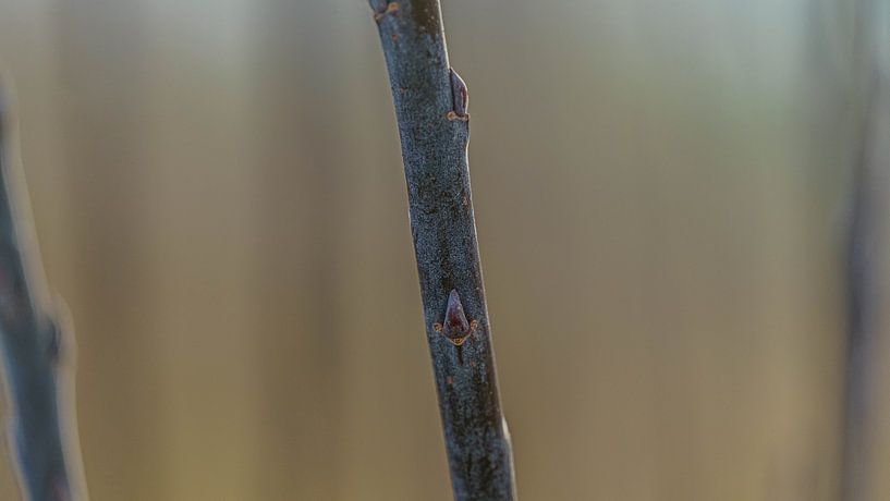 Branch with blurred background by Eagle Wings Fotografie