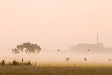 Koeien grazen in polder met mist van Menno van Duijn