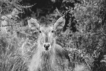 Antilope en noir et blanc | Photographie de voyage | Afrique du Sud sur Sanne Dost