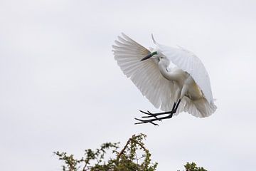 Great White Egret by Marco Kost