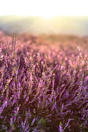 Bloeiende heide op de Veluwe van Martijn Joosse