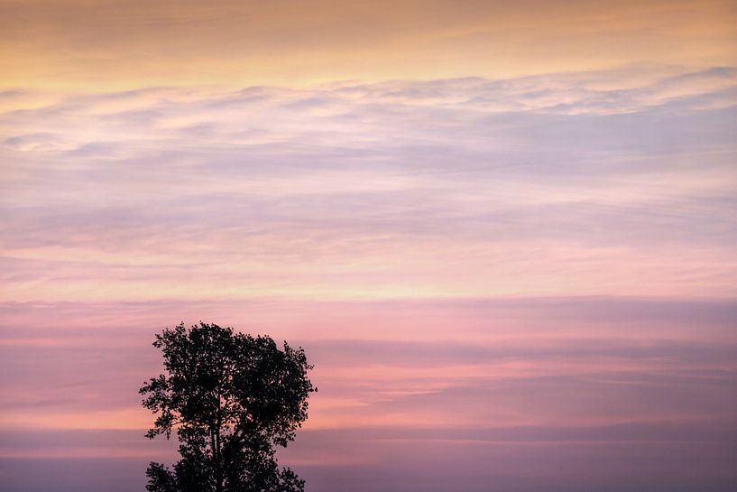 Sunset with tree by Dennis Claessens